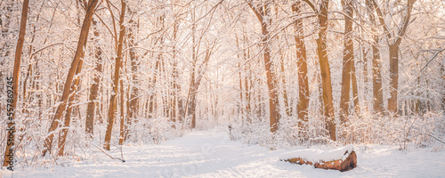 Picturesque view fabulous nature winter snow forest at sunset. Snowy trees covered on frosty evening. Beautiful winter panorama, sunlight. Amazing pathway, mountain trail. Majestic nature forest hike