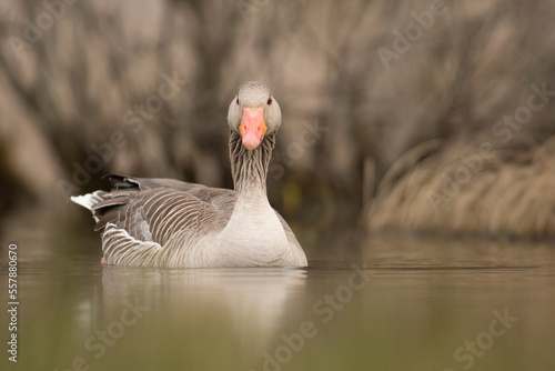 goose on the water