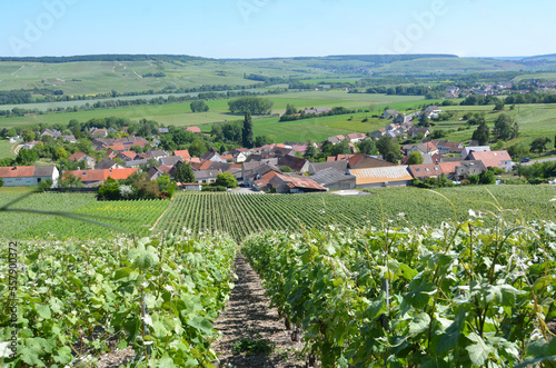 Paysage du vignoble champenois dans les environs de Troissy, France, Champagne Ardennes, vallée de la marne