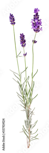 Single branch with lavender flowers, transparent background