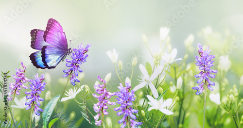 Purple butterfly on wild white violet flowers in grass in rays of sunlight, macro. Spring summer fresh artistic image of beauty morning nature. Selective soft focus.