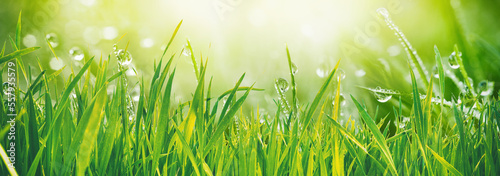 Original beautiful background image in banner format of juicy freshgrass with dew drops illuminated by morning sun in nature.