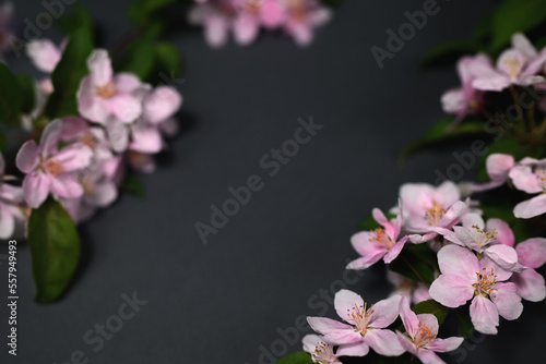 Spring composition. Branches with flowers of a decorative apple tree on a dark gray background.