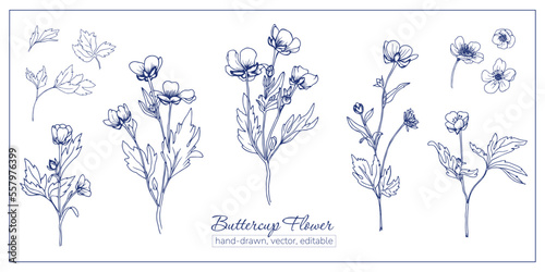 Set of buttercup flowers. Hand-drawn wildflowers for coloring book, magazines, articles.