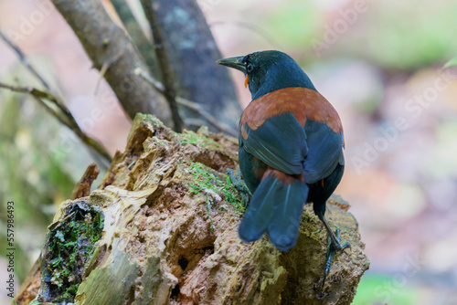 South Island saddleback | Tīeke (Philesturnus carunculatus)