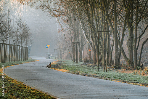 Nowoczesny szlak rowerowy, Żelazny Szlak Rowerowy na Śląsku w Polsce wczesnym rankiem zimą