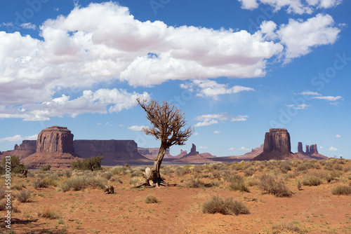 dried up tree in the desert of monument valley