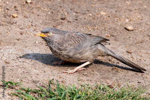 Jungle babbler or Argya striata observed in Hampi in Karnataka, India