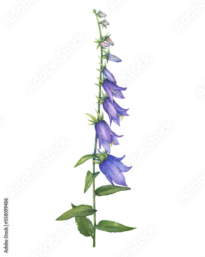Closeup of bright blue-violet campanula rapunculoides flower (rampion, rover bellflower, creeping bluebell, purple bell, garden harebell). Watercolor hand drawn painting illustration isolated on white
