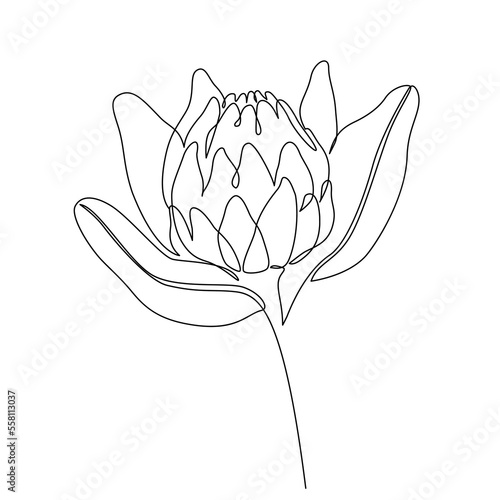 Protea flower line drawing. Abstract botanical flower line art isolated on white background