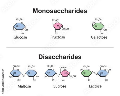 Monosaccharides and Disaccharides Scientific design. vector illustration.