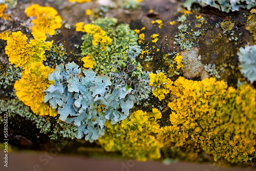 Orange lichen, yellow scale, maritime sunburst lichen or shore lichen (Xanthoria parietina) is a foliose or leafy lichen. Intensive color of structures on the twig of a tree, details macro close up.