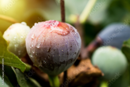 Purple fig fruit hanging from the branch of a fig tree with dew and morning light, ficus carica