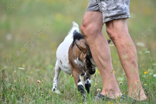 Domestic goat with horns pokes a man in the leg