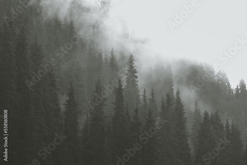 Spruce forest on a hill in the morning autumn fog. Minimalism nature background.