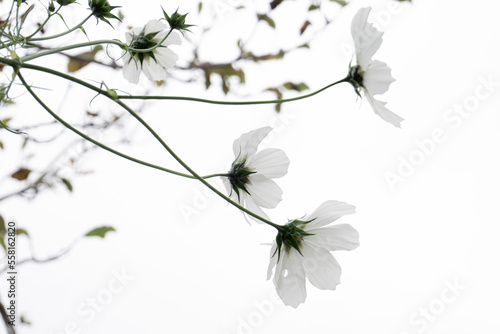 fiori bianchi di cosmos su sfondo bianco