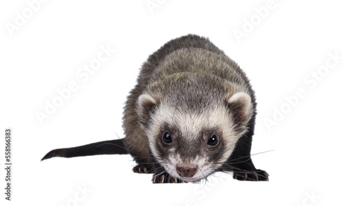 Cute young ferret standin facing front, looking to camera. Isolated on a white background.