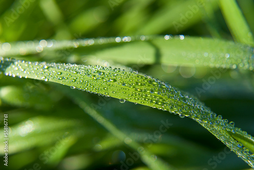 macro photography of water drops on grass