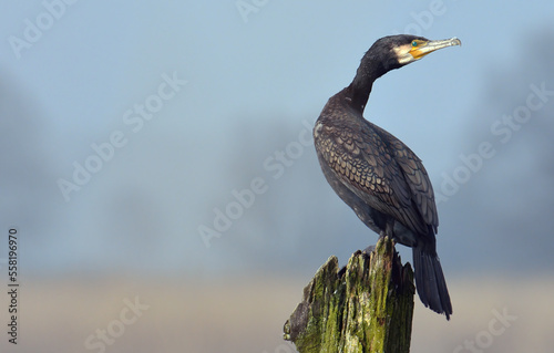 he great cormorant is a large black bird, but there is a wide variation in size in the species.