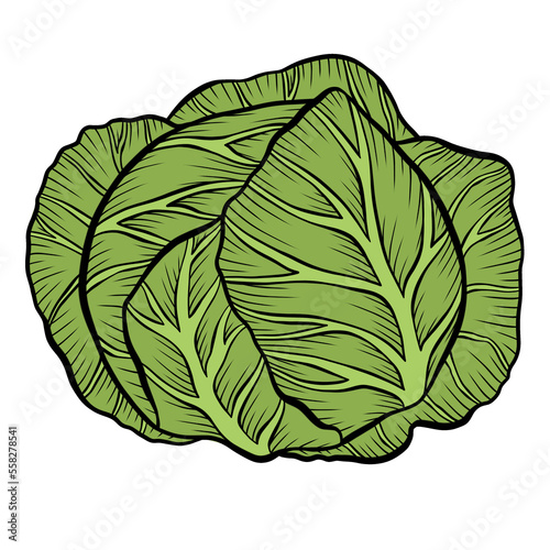 cabbage lettuce isolated on white