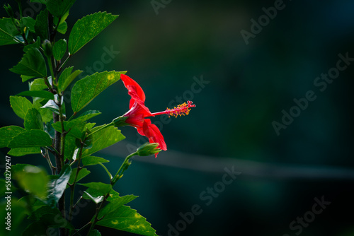 flor cayena de campana roja