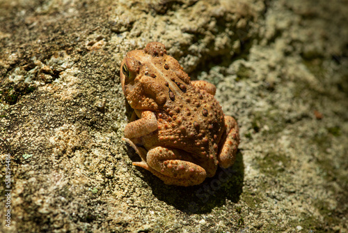 American toad sunning on a rock at Blackledge Falls, Connecticut.