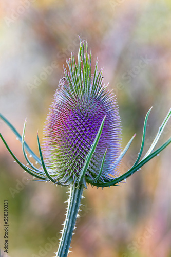 purple teasel dipsacus