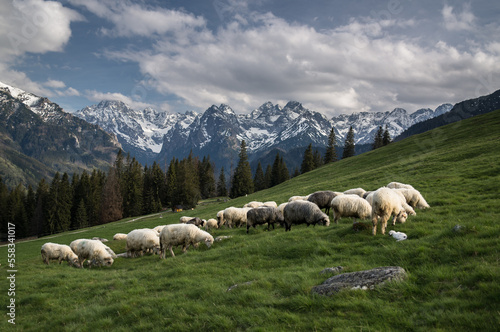 widok na Tatry Wysokie z Rusinowej Polany w Tatrach