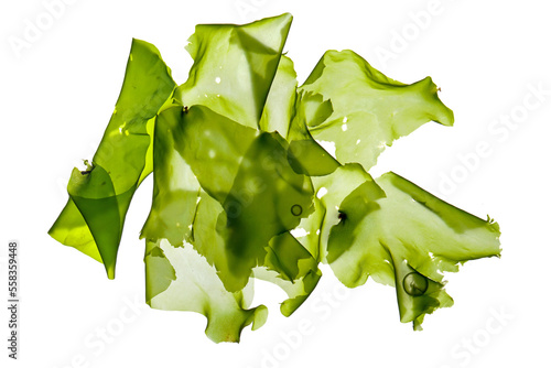 green algae sea lettuce (ulva lactuca) isolated on white background.