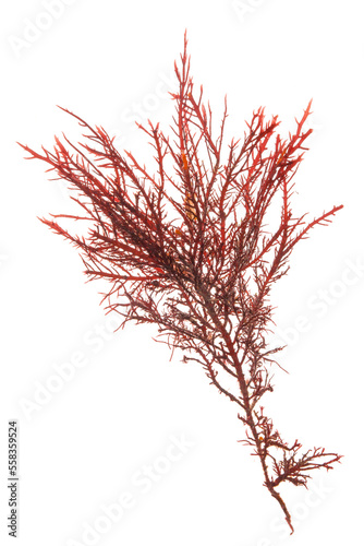 gelidium algae red seaweed on white background.