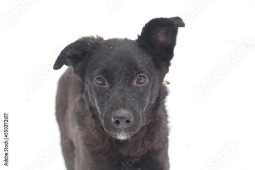 black puppy dog close up portrait isolated on white