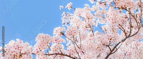 桜の花と青空のフレーム、サクラの背景素材、染井吉野