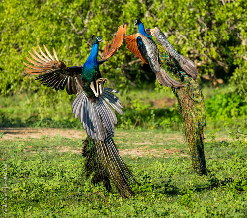 Two peacocks (Pavo cristatus) are fighting each other in Yala National Park. Sri Lanka.