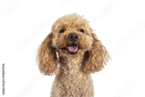 Head shot of adorable young adult apricot brown toy or miniature poodle. Recently groomed. Sitting facing camera with mouth open showing tongue. Isolated cutout on a transparent background.