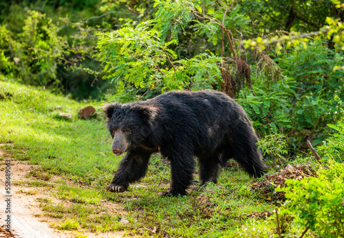 Sri Lankan sloth bear (Melursus ursinus inornatus) is walking along the road in Yala National Park. Sri Lanka.