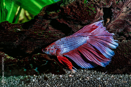 rybka akwariowa bojownik wspaniały lub bojownik syjamski (Betta splendens)