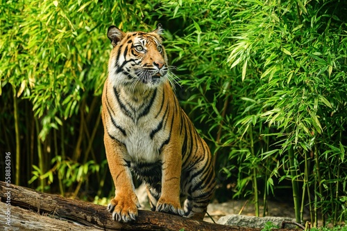 Sumatran Tiger, panthera tigris sumatrae, Adult 