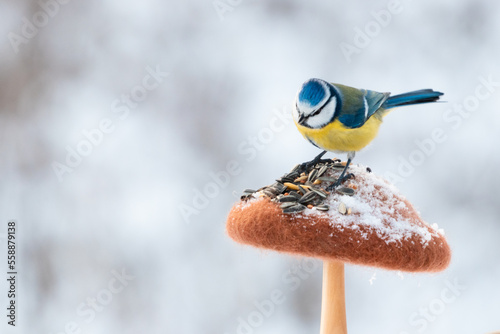Close up photo of blue tit feeding on the handmade feeder in winter snow forest.
