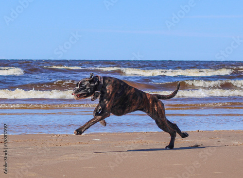 Boxer dog is running on the beach at Baltic sea 