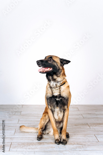 Portrait of a shepherd malinois vertical in a room sits on the floor