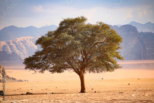 tree Jordan wadi rum desert