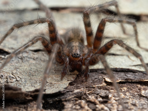 P7280905 mature male domestic house spider (Tegenaria domestica) facing the camera cECP 2022