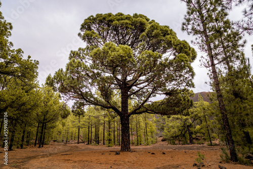 Canary Island Pine Tree Standing On Its Own in The Woods