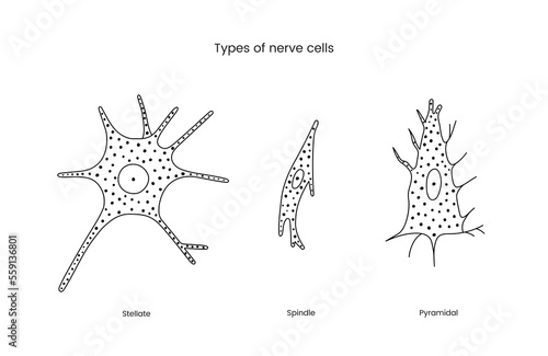 Types of nerve cells set of line icons in vector, illustration neurology includes stellate and spindle, pyramidal.