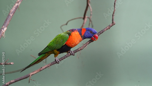 Le genre Trichoglossus appartient à la famille des Psittacidae et comprend plusieurs espèces de perroquets colorés communément appelés loriquets ou loris.