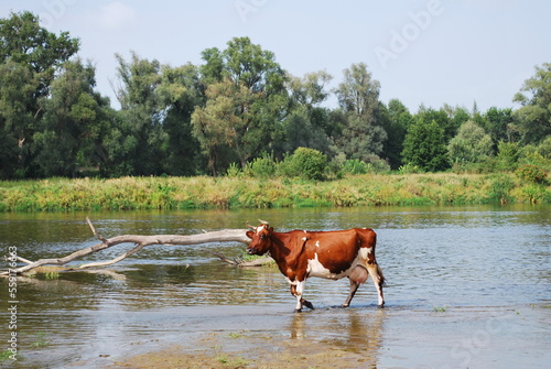 Cow in the river Bug, Podlasie, Poland. Rural landscape