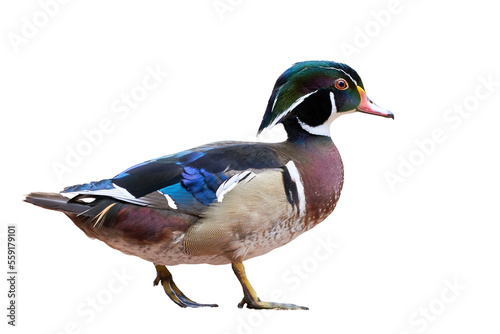 Wood duck or Carolina duck Isolated (Aix sponsa)