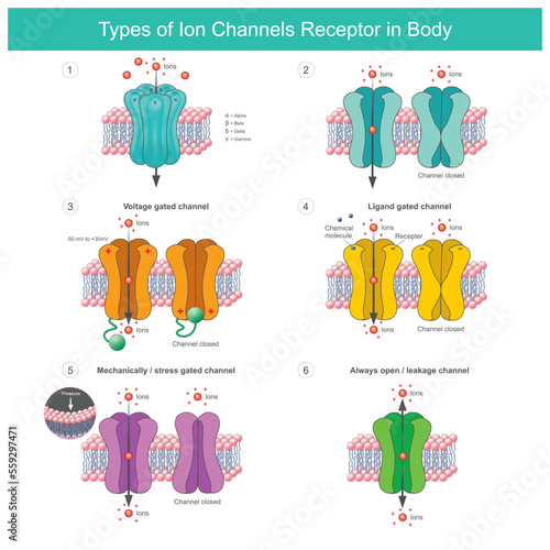 Types of Ion Channels Receptor In Body. Membrane proteins with transport of specific ions in or out of the cell of body..