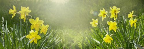 Beautiful Spring Nature background with Daffodil Flowers, selective focus. banner