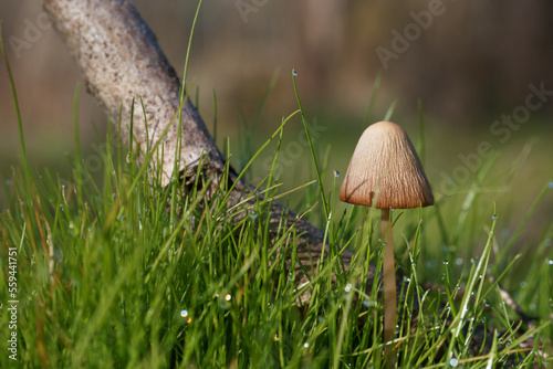 grzyb natura trawa las przyroda
